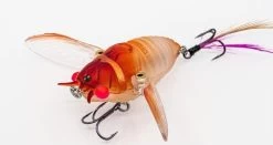 Chasebaits Ripple Cicada 1 3/4 Inch Wakebait Crawler 14 Chasebaits Ripple Cicada 1 3/4 Inch Wakebait Crawler -Daiwa Store 32233146941529