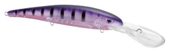 SPRO MadEye Minnow 120 Deep Diving Walleye Trolling Lure 26 SPRO MadEye Minnow 120 Deep Diving Walleye Trolling Lure -Daiwa Store 32339518750809